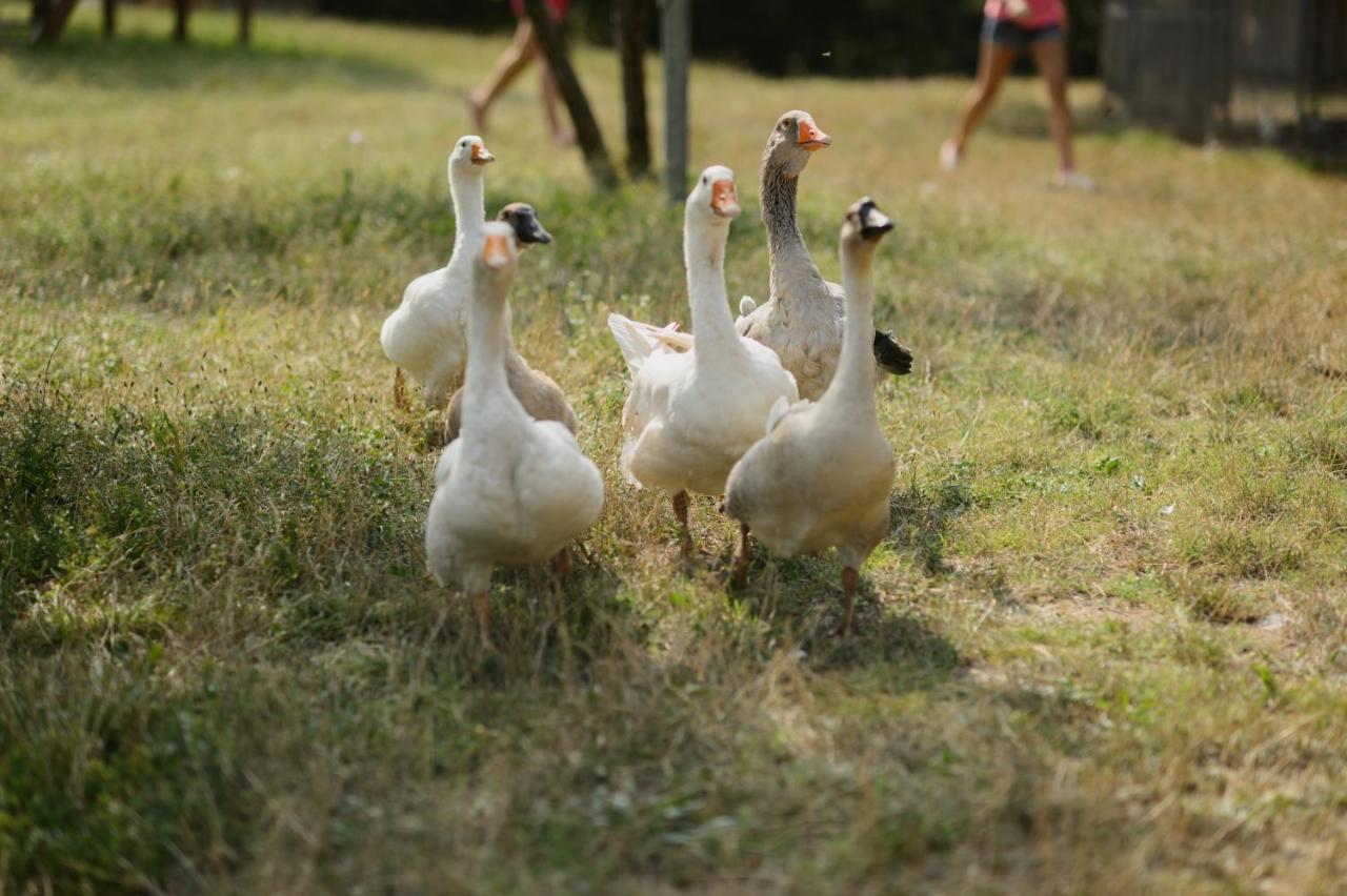 Agriturismo Spigolo Avesa Kültér fotó